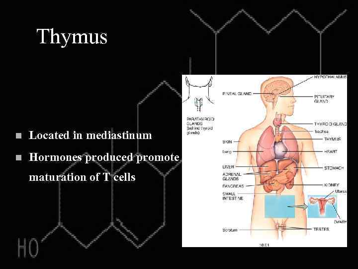 Thymus n Located in mediastinum n Hormones produced promote maturation of T cells 