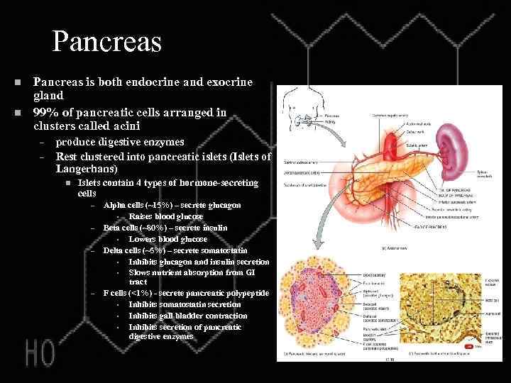 Pancreas n n Pancreas is both endocrine and exocrine gland 99% of pancreatic cells