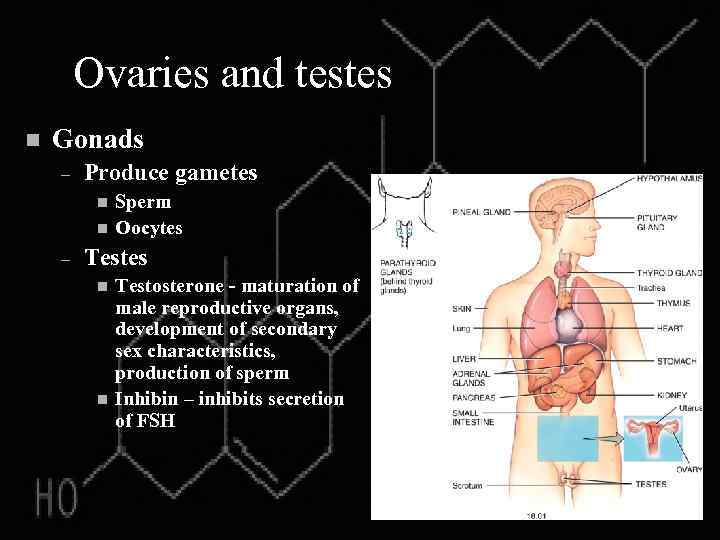 Ovaries and testes n Gonads – Produce gametes n n – Sperm Oocytes Testes