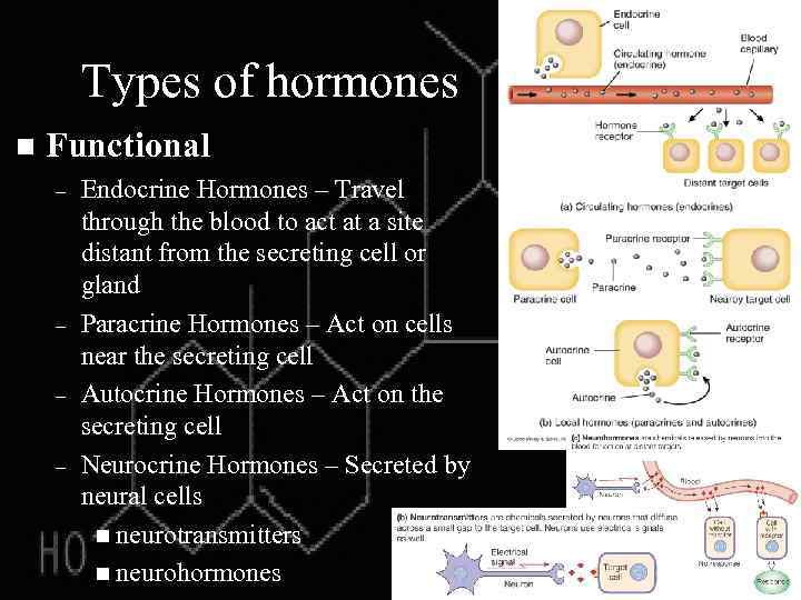 Types of hormones n Functional – – Endocrine Hormones – Travel through the blood