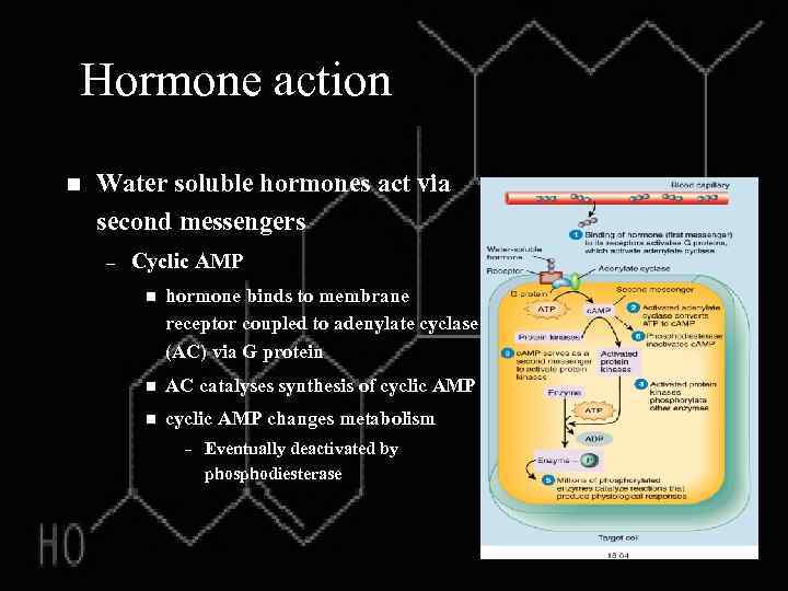 Hormone action n Water soluble hormones act via second messengers – Cyclic AMP n