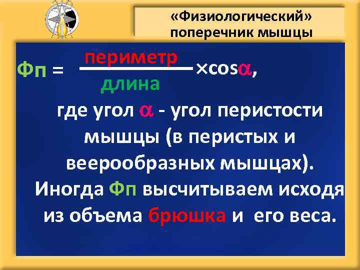  «Физиологический» поперечник мышцы периметр соs , Фп = длина где угол - угол