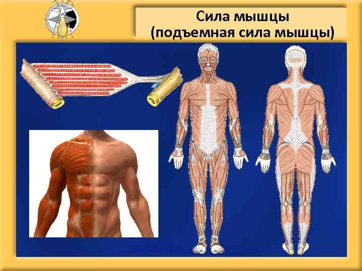 Сила мышцы (подъемная сила мышцы) 