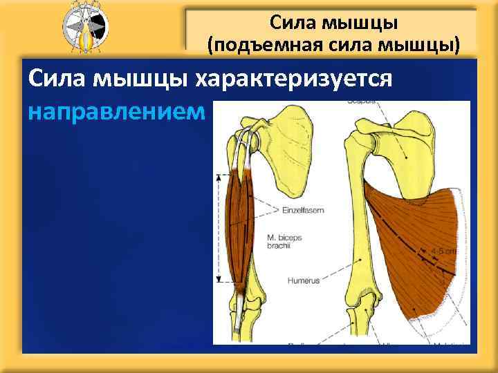 Сила мышцы (подъемная сила мышцы) Сила мышцы характеризуется направлением 