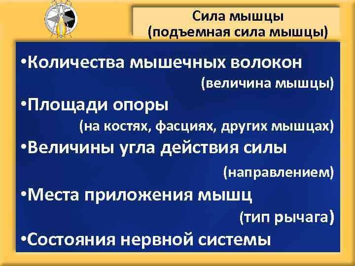 Сила мышцы (подъемная сила мышцы) • Количества мышечных волокон • Площади опоры (величина мышцы)