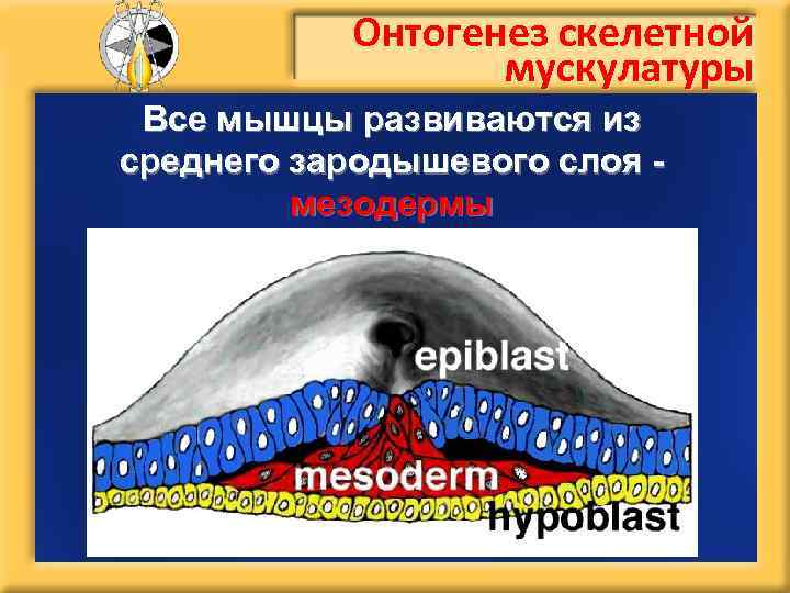 Онтогенез скелетной мускулатуры Все мышцы развиваются из среднего зародышевого слоя мезодермы 