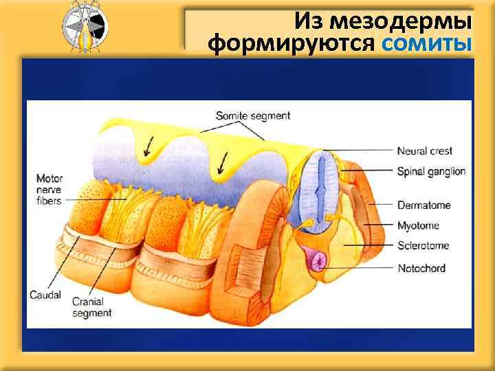 Из мезодермы формируются сомиты 