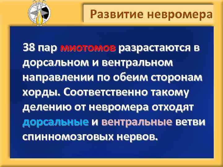 Развитие невромера 38 пар миотомов разрастаются в дорсальном и вентральном направлении по обеим сторонам