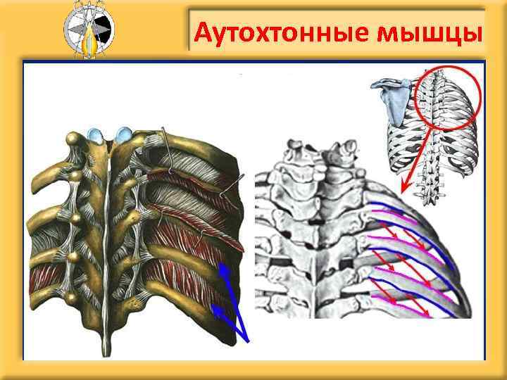 Аутохтонные мышцы 