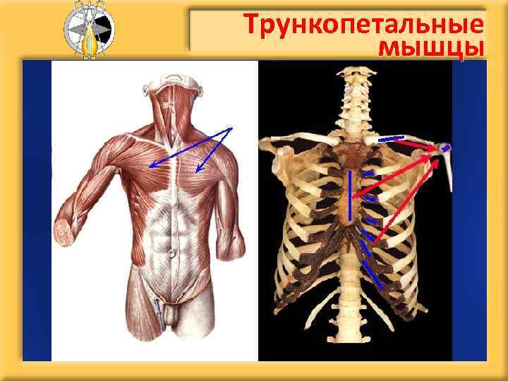Трункопетальные мышцы 