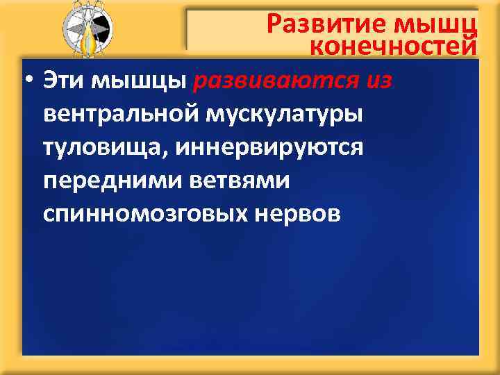 Развитие мышц конечностей • Эти мышцы развиваются из вентральной мускулатуры туловища, иннервируются передними ветвями