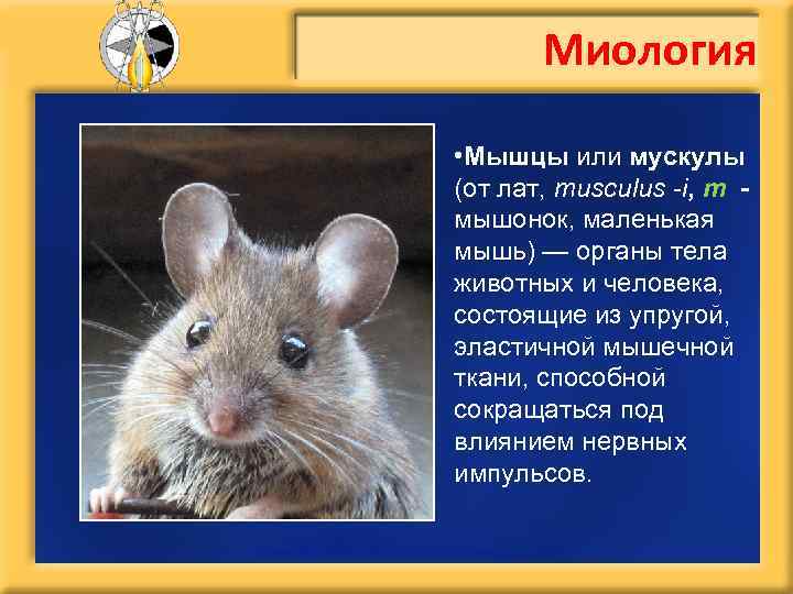 Миология • Мышцы или мускулы (от лат, musculus -i, m мышонок, маленькая мышь) —