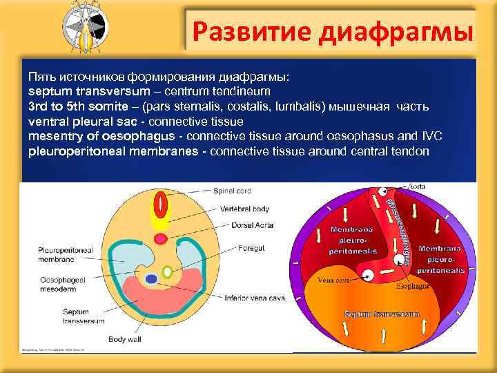 Развитие диафрагмы Пять источников формирования диафрагмы: septum transversum – centrum tendineum 3 rd to