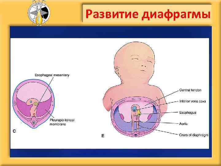 Развитие диафрагмы 