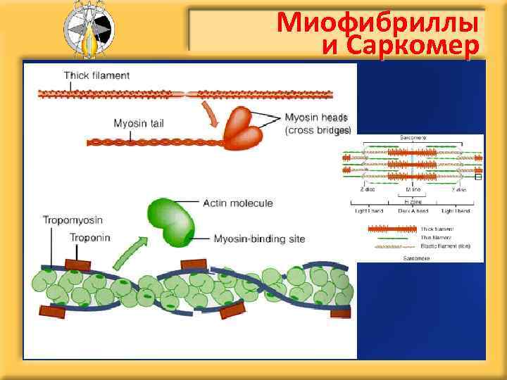 Миофибриллы и Саркомер 