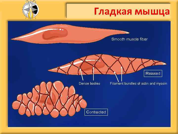 Гладкая мышца Smooth muscle fiber Relaxed Dense bodies Contracted Filament bundles of actin and