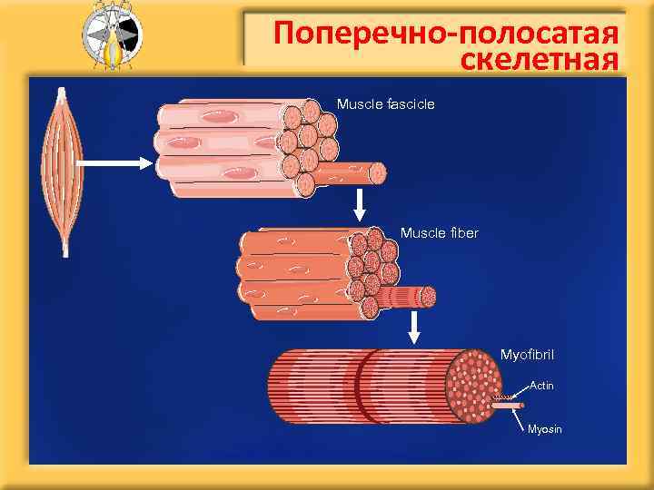 Поперечно-полосатая скелетная Muscle fascicle Muscle fiber Myofibril Actin Myosin 