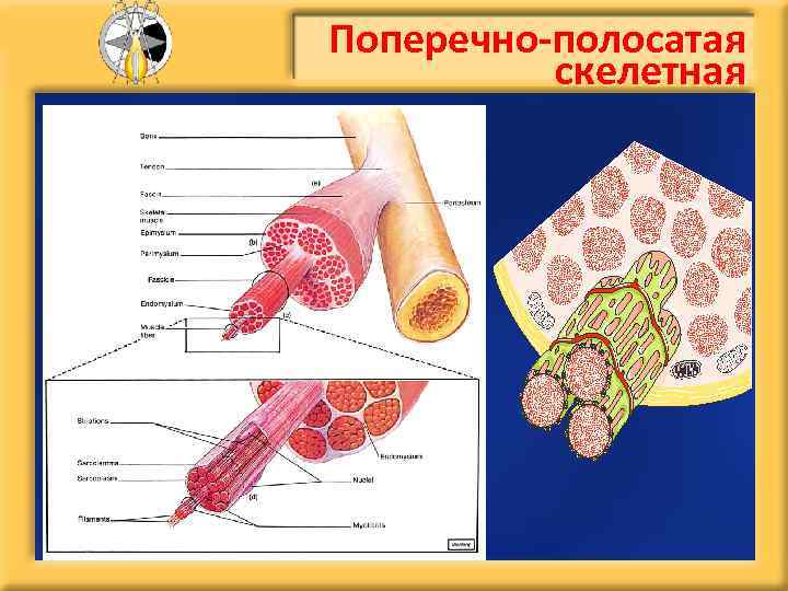 Поперечно-полосатая скелетная 