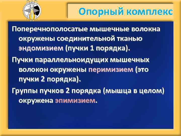 Опорный комплекс Поперечнополосатые мышечные волокна окружены соединительной тканью эндомизием (пучки 1 порядка). Пучки параллельноидущих