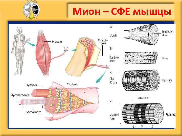 Мион – СФЕ мышцы 