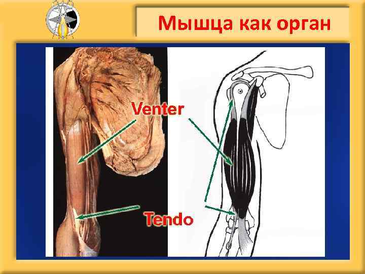 Мышца как орган 