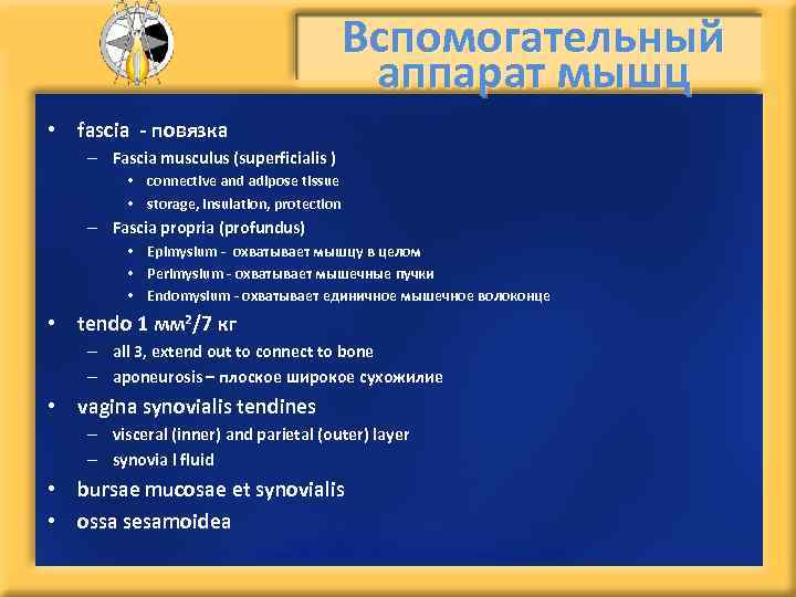 Вспомогательный аппарат мышц • fascia - повязка – Fascia musculus (superficialis ) • connective