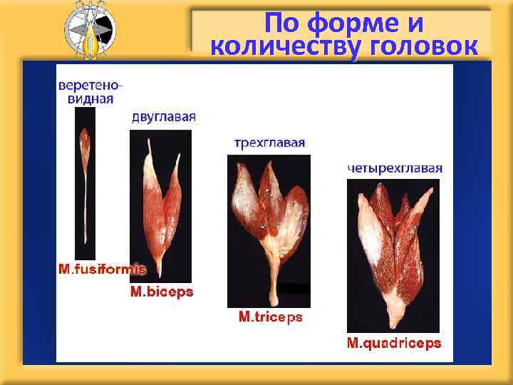 По форме и количеству головок 