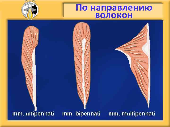 По направлению волокон mm. unipennati mm. bipennati mm. multipennati 