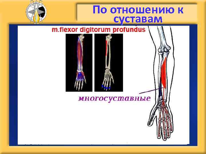 По отношению к суставам 