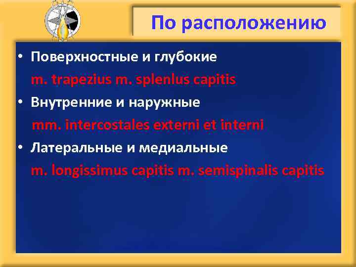 По расположению • Поверхностные и глубокие m. trapezius m. splenlus capitis • Внутренние и