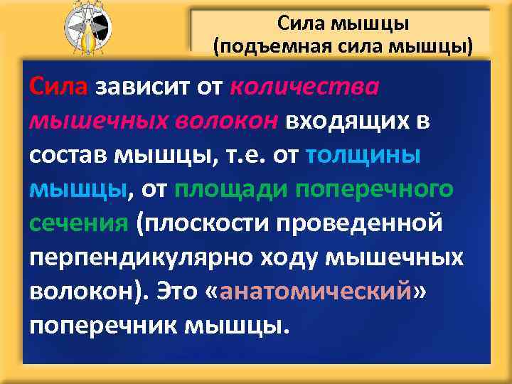 Сила мышцы (подъемная сила мышцы) Сила зависит от количества мышечных волокон входящих в состав