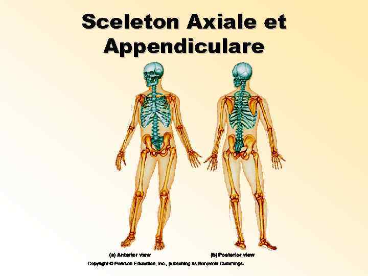 Sceleton Axiale et Appendiculare 