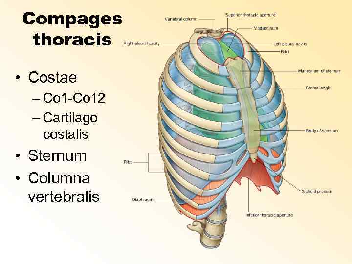 Compages thoracis • Costae – Co 1 -Co 12 – Cartilago costalis • Sternum