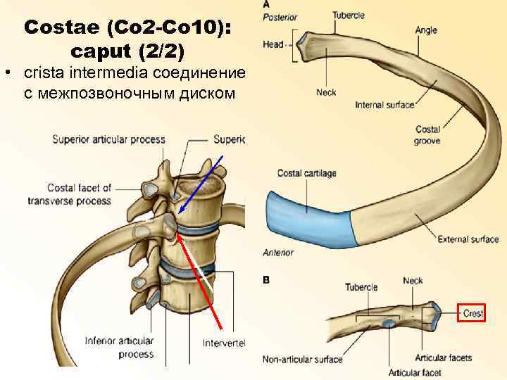 Costae (Co 2 -Co 10): caput (2/2) • crista intermedia соединение с межпозвоночным диском