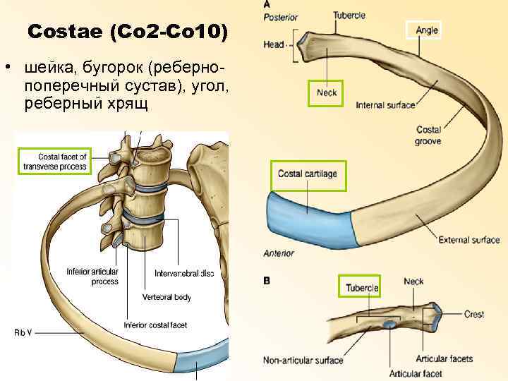 Costae (Co 2 -Co 10) • шейка, бугорок (ребернопоперечный сустав), угол, реберный хрящ 