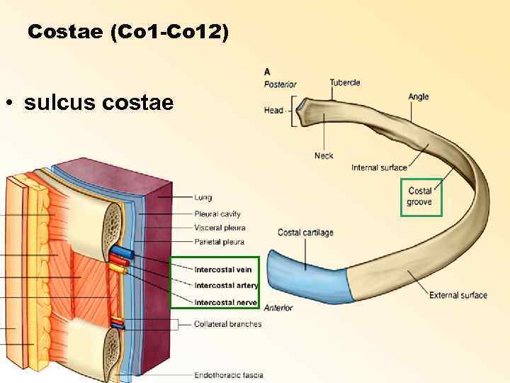 Costae (Co 1 -Co 12) • sulcus costae 