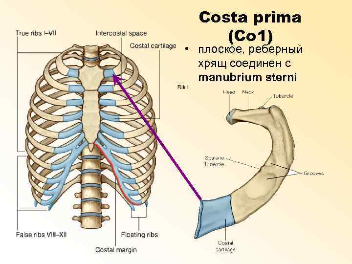 Costa prima (Co 1) • плоское, реберный хрящ соединен с manubrium sterni 