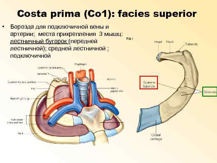 Costa prima (Co 1): facies superior • Борозда для подключичной вены и артерии; места