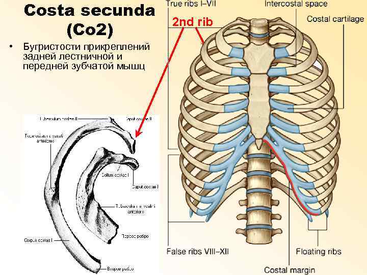 Costa secunda (Co 2) • Бугристости прикреплений задней лестничной и передней зубчатой мышц 2