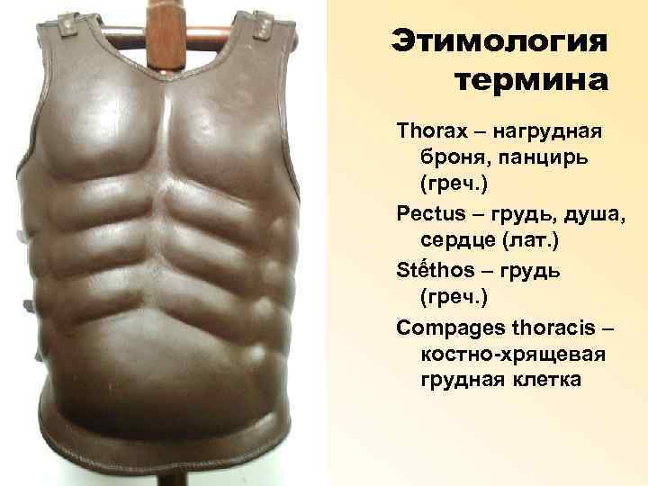 Этимология термина Thorax – нагрудная броня, панцирь (греч. ) Pectus – грудь, душа, сердце