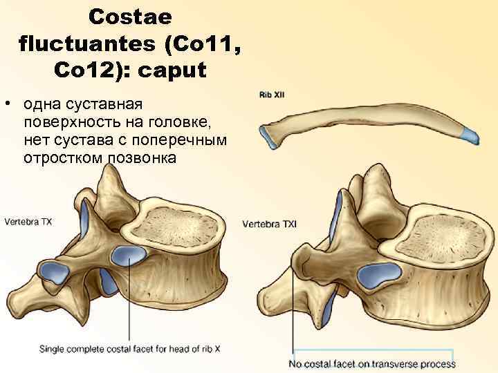 Costae fluctuantes (Co 11, Co 12): caput • oдна суставная поверхность на головке, нет