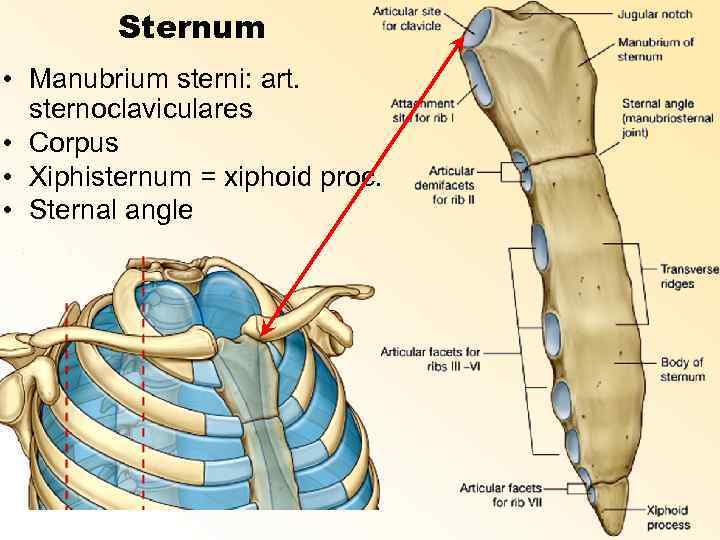 Sternum • Manubrium sterni: art. sternoclaviculares • Corpus • Xiphisternum = xiphoid proc. •