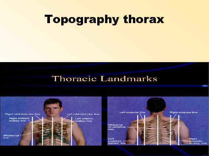 Topography thorax 