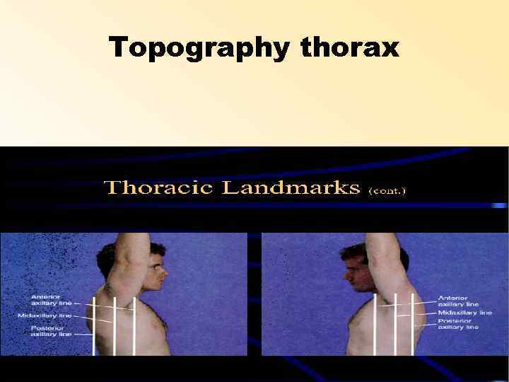 Topography thorax 