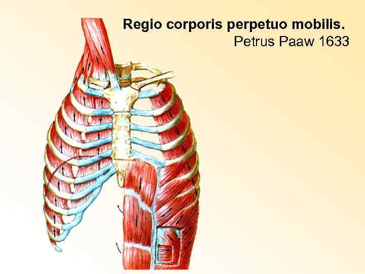 Regio corporis perpetuo mobilis. Petrus Paaw 1633 