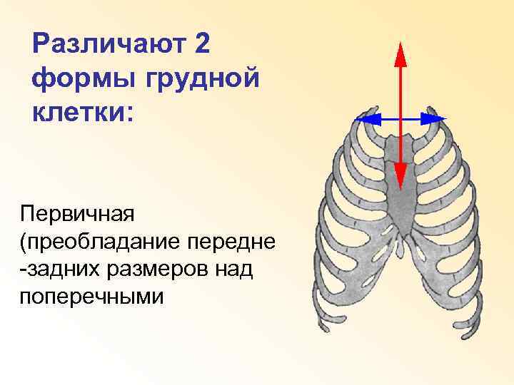 Различают 2 формы грудной клетки: Первичная (преобладание передне -задних размеров над поперечными 