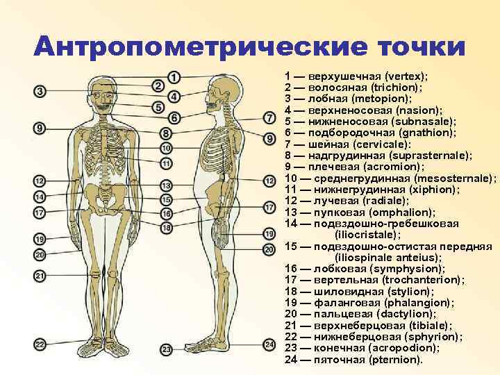 Антропометрические точки 1 — верхушечная (vertex); 2 — волосяная (trichion); 3 — лобная (metopion);