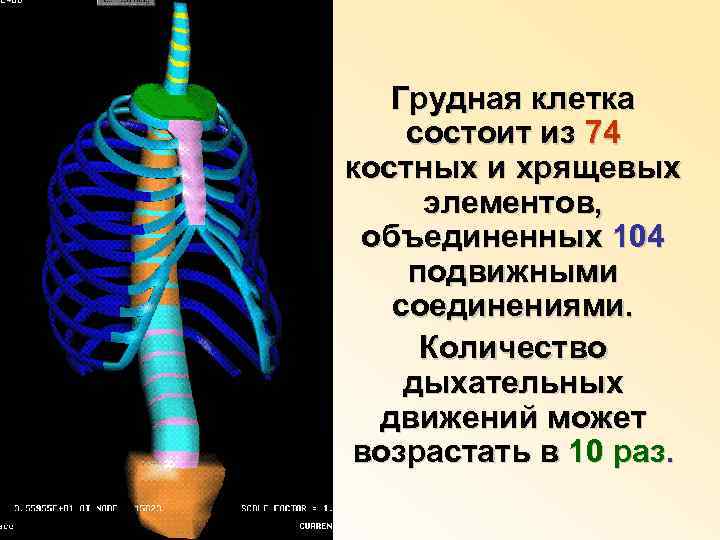 Грудная клетка состоит из 74 костных и хрящевых элементов, объединенных 104 подвижными соединениями. Количество