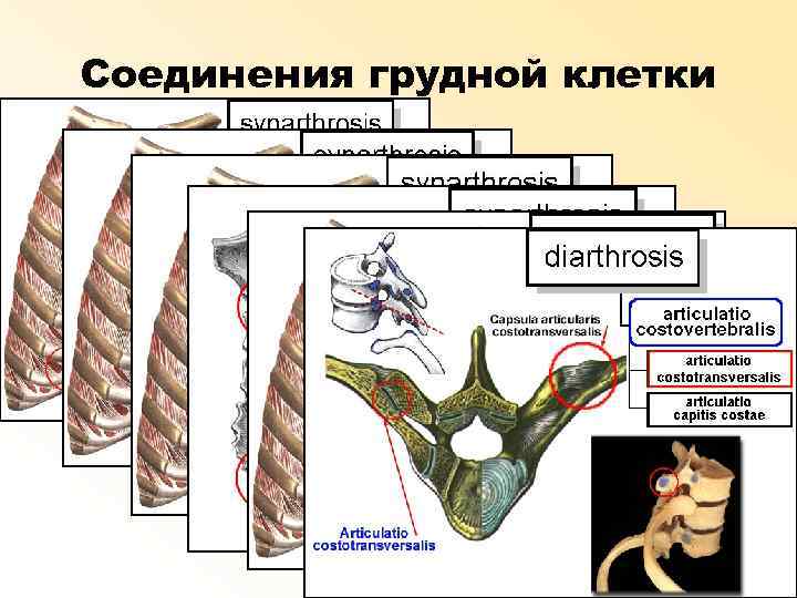 Соединения грудной клетки 