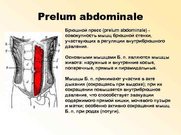 Prelum abdominale Брюшной пресс (prelum abdominale) совокупность мышц брюшной стенки, участвующих в регуляции внутрибрюшного